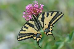 Papilio alexanor