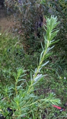 Lythrum hyssopifolia