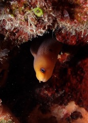 Gymnothorax melatremus