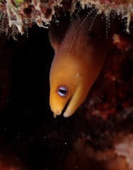 Gymnothorax melatremus
