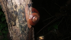 Exrhysota brookei