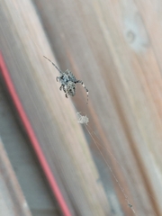 Araneus ventricosus
