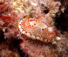 Goniobranchus