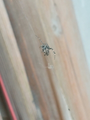Araneus ventricosus