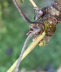 Enoplognatha ovata