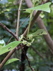 Geniostoma ligustrifolium