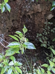 Geniostoma ligustrifolium