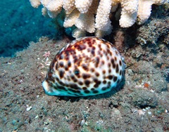 Cypraea tigris