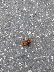 Vespa mandarinia japonica