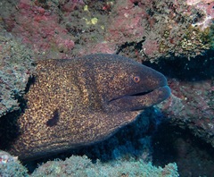 Gymnothorax flavimarginatus