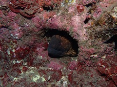 Gymnothorax flavimarginatus