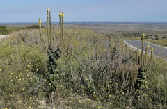 Verbascum ovalifolium