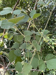 Rhynchosia volubilis