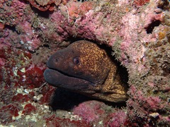 Gymnothorax flavimarginatus