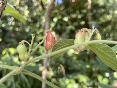 Rhynchosia volubilis