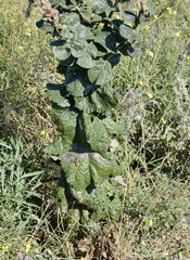 Verbascum ovalifolium