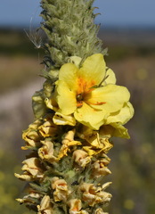 Verbascum ovalifolium