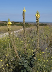 Verbascum ovalifolium