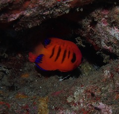 Centropyge loriculus