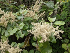 Brachyglottis repanda