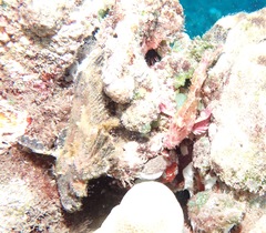 Taenianotus triacanthus