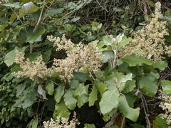 Brachyglottis repanda