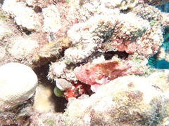 Taenianotus triacanthus