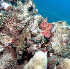 Taenianotus triacanthus