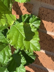 Ehretia anacua