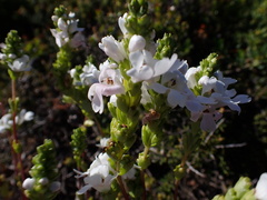 Euphrasia collina