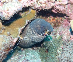 Gymnothorax flavimarginatus