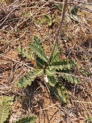 Berkheya radula