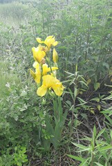 Iris × hybrida