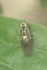 Thaumatomyia