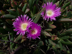 Carpobrotus rossii