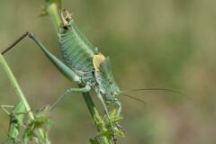 Polysarcus denticauda