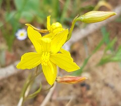 Cyanella lutea