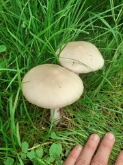 Volvariella