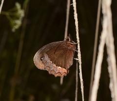 Gyrocheilus patrobas patrobas