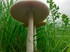 Volvariella