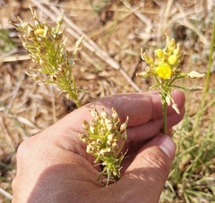 Bulbine abyssinica