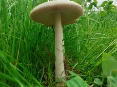 Volvariella
