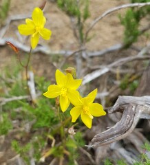 Cyanella lutea
