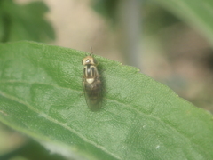 Thaumatomyia