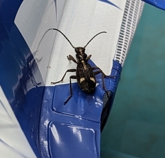 Cypholoba graphipteroides