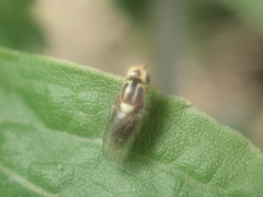 Thaumatomyia