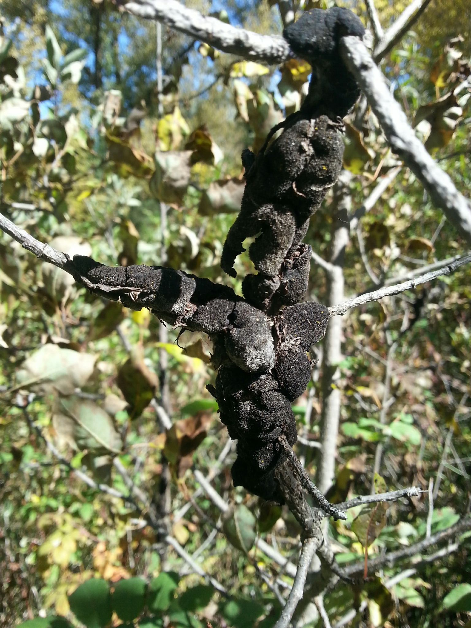 Venturiaceae image