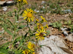 Senecio grisebachii