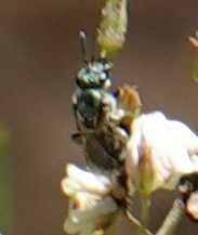 Dialictus