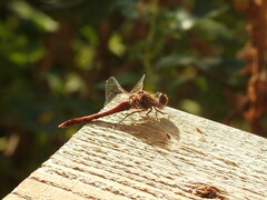 Sympetrum striolatum